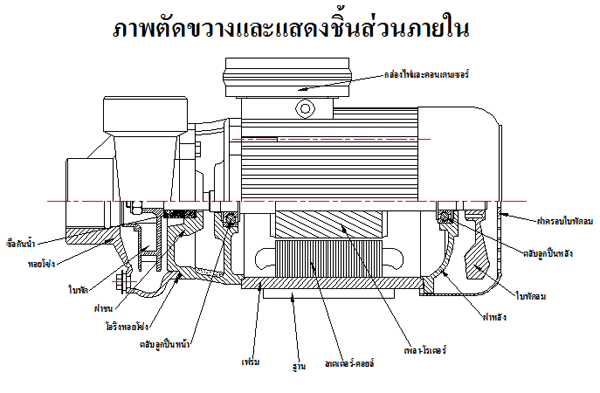 ภาพตัดขวางและแสดงชิ้นส่วนภายใน